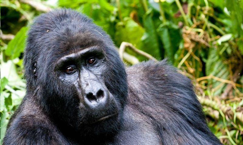 Kampala Private Tour - Gorilla tracking in Bwindi.