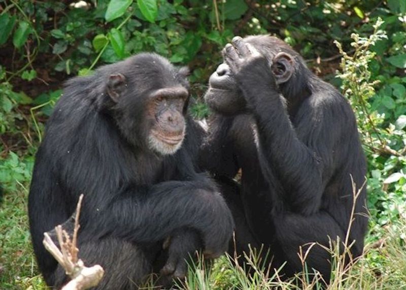 Kampala Private Tour - Chimpanzee tracking in kibale national park