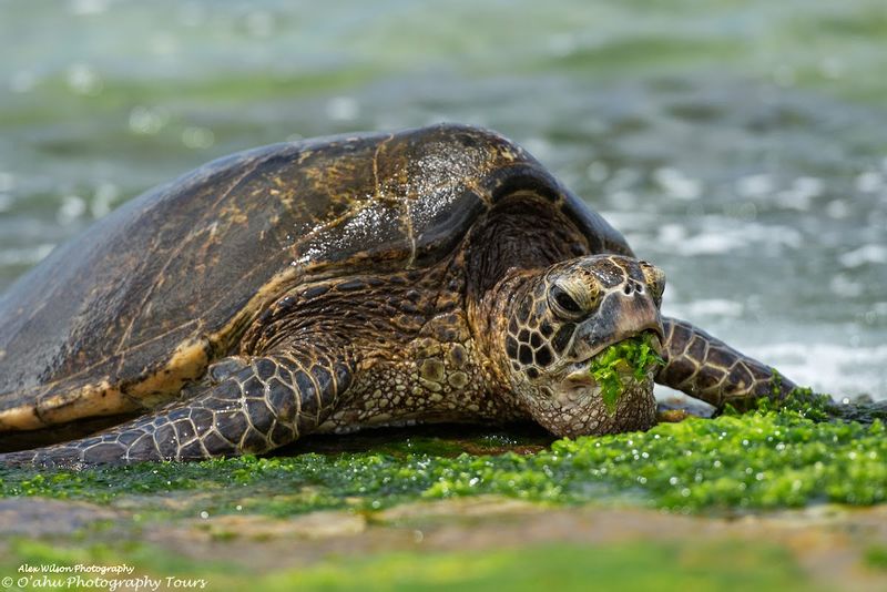 Hawaii (Oahu) Private Tour - Wildlife