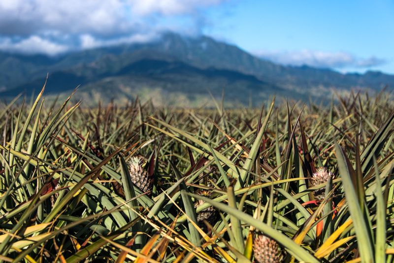 Hawaii (Oahu) Private Tour - Pineapple fields