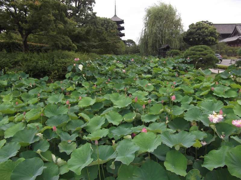 Kyoto Private Tour - Lotus flowers at Toji temple.