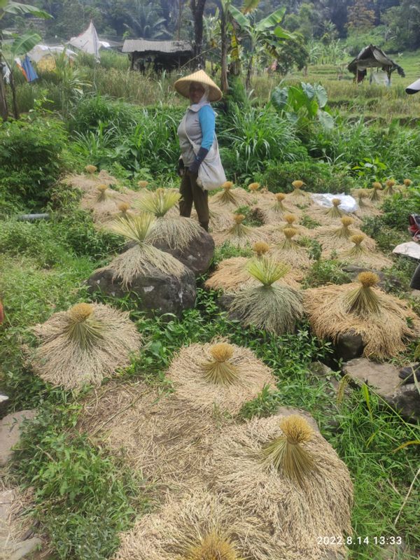 Jakarta Private Tour - The farmer with the black rice