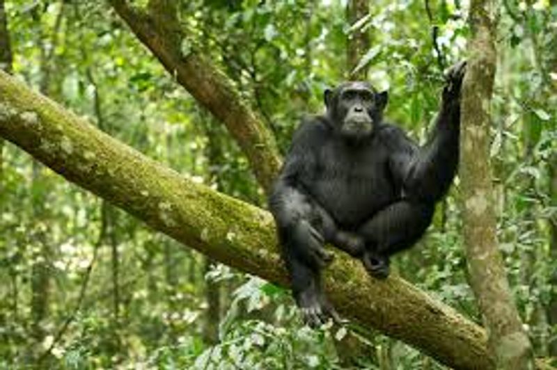 Kampala Private Tour - Chimpanzee packing in kibale forest