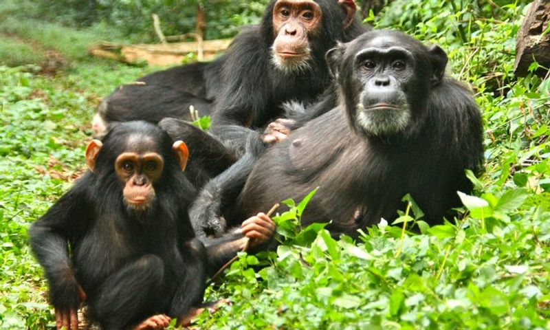 Kampala Private Tour - Chimpanzee tracking in kibale