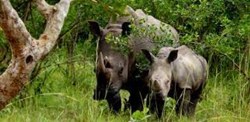 Kampala Private Tour - Rhino tracking at ziwa Rhino sanctuary