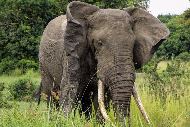 Kampala Private Tour - Elephants during the game drive