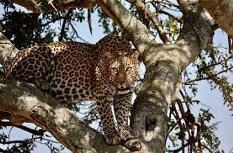 Kampala Private Tour - leopard sighting during the game the game drive.