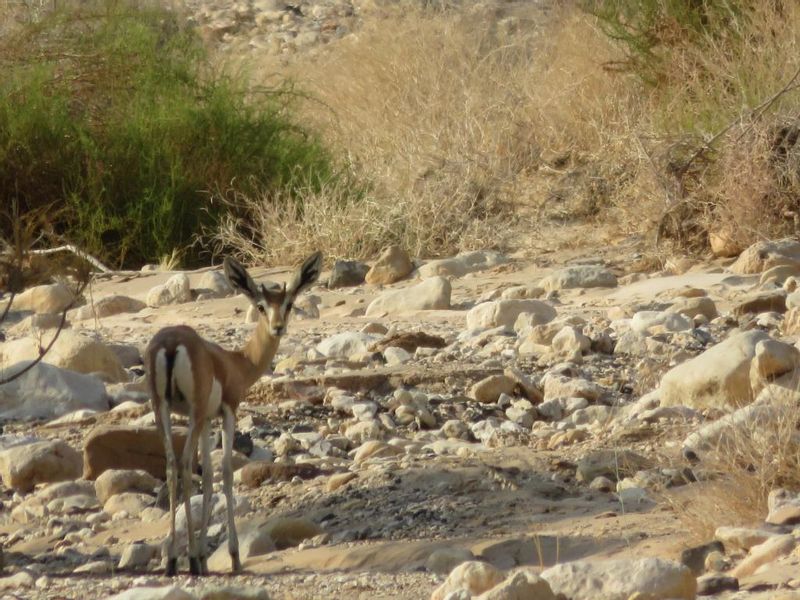 Tel Aviv Private Tour - A baby gazelle in the Ramon Crater