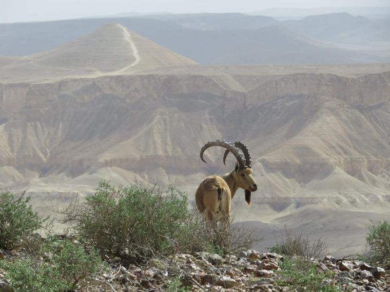 Tel Aviv Private Tour - An ibex on the cliffs above the Zin Valley