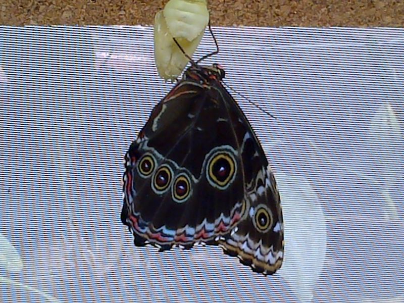 Quito Private Tour - Butterflies in Mindo