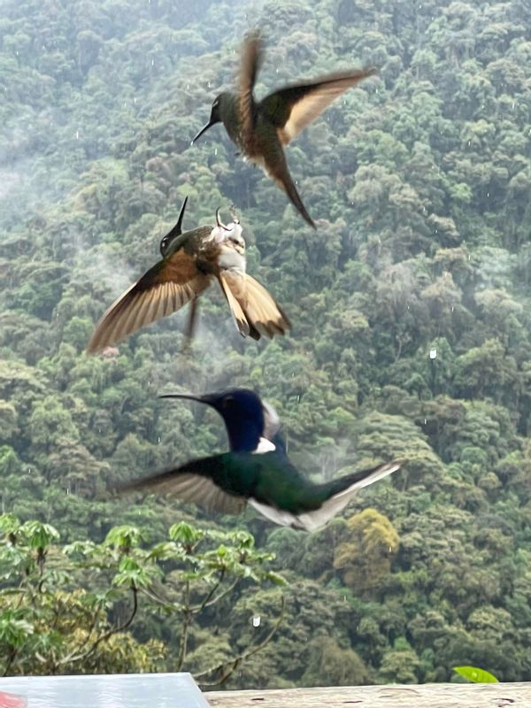 Quito Private Tour - Hummingbirds center 