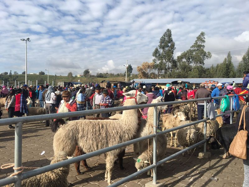 Quito Private Tour - Animal Market