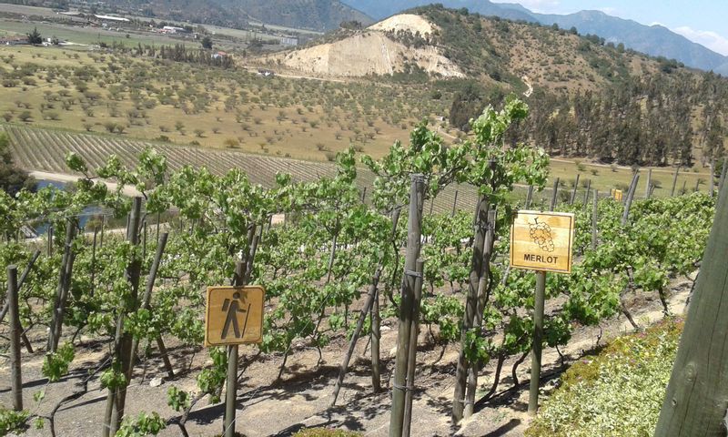 Santiago Private Tour - Veramonte Vineyard