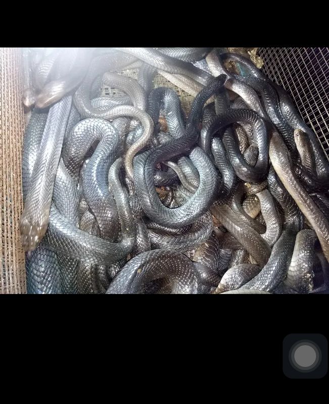 Jakarta Private Tour - Life Cobra in the cage