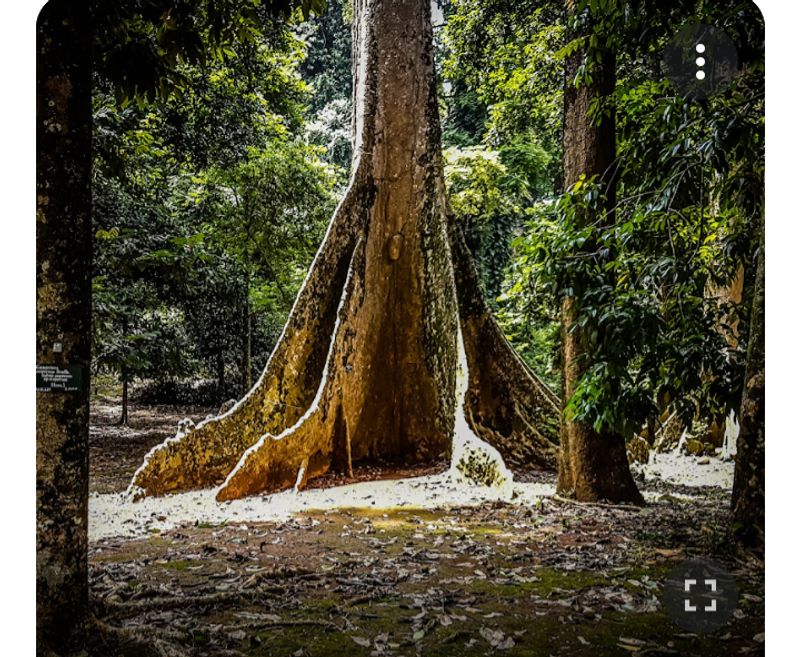 Jakarta Private Tour - An Old tree in Botanical Garden