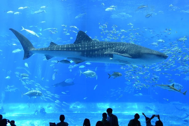 Okinawa Main Island Private Tour - Churaumi Aquarium