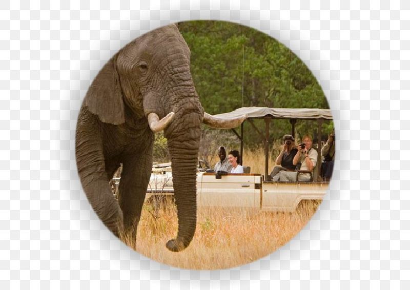 Livingstone Private Tour - Magnificent viewing of elephant in Chobe National Park, Botswana