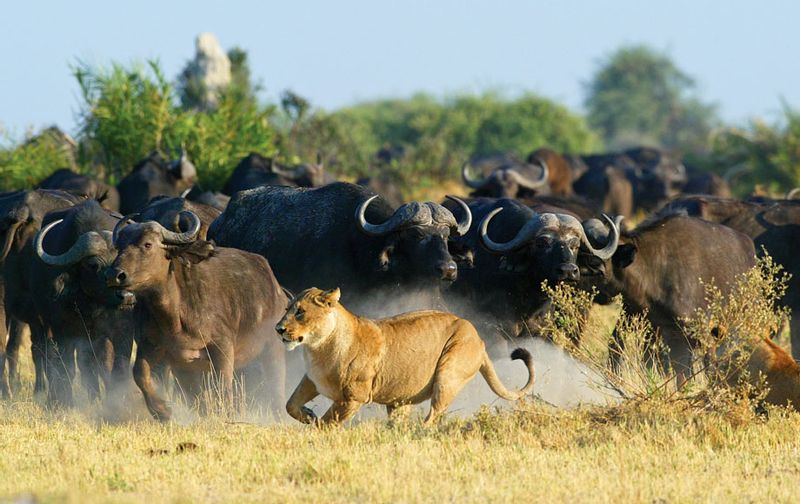 Livingstone Private Tour - Buffaloes chasing a lone Lion