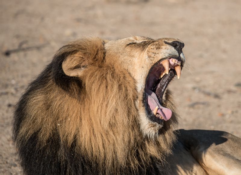 Livingstone Private Tour - Chances of your sighting Lions on this trip are quite high