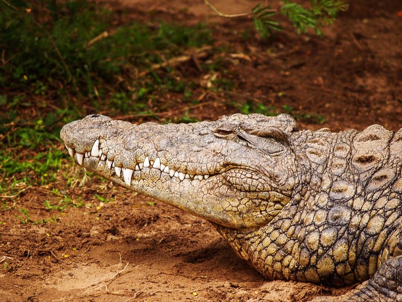 Livingstone Private Tour - There are plenty Crocodiles in the Chobe River which you will see whilst on a boat cruise