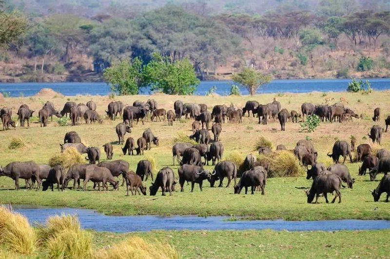 Lusaka Private Tour - Buffaloes are found in the Kafue National Park as well