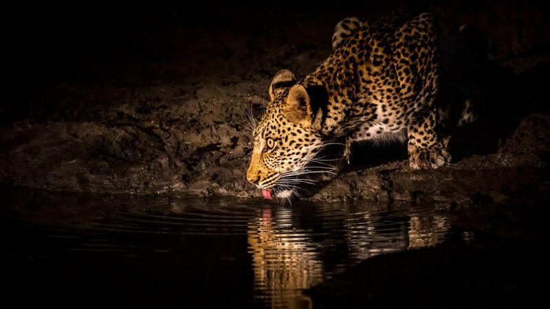 Lusaka Private Tour - The Elusive Leopard may also be sighted around this region of the Kafue National Park at certain times though not always