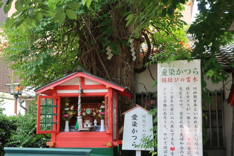 Osaka Private Tour - The sacred tree in Aizendo