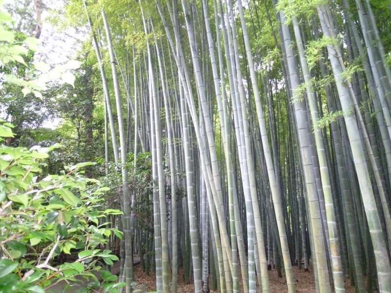 Kamakura Private Tour - 