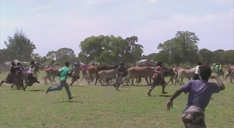 Livingstone Private Tour - The lla people you will visit  and stay with in Namwala and Itezhi Tezhi districts own large herds of cattle as a sign of wealth