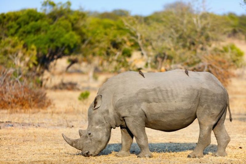 Livingstone Private Tour - You will go for a walking safari in the Mosi-oa-Tunya national park to see the rare white rhino (subject to time availability)