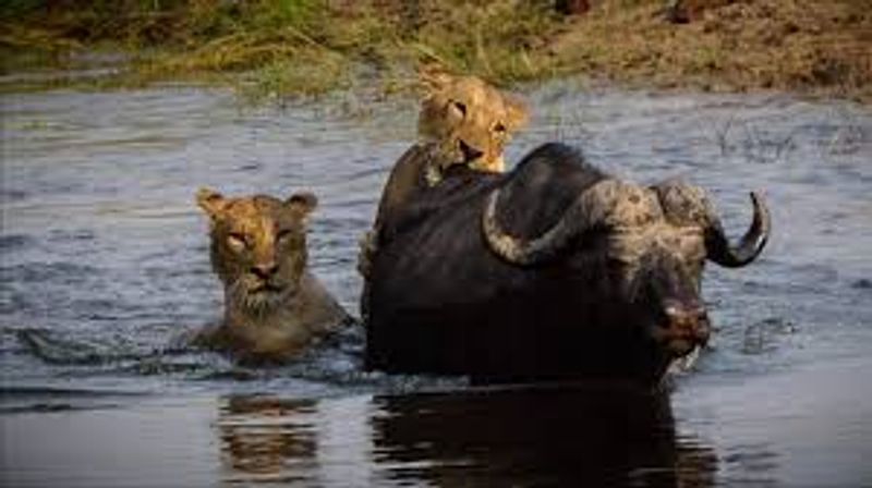 Livingstone Private Tour - You will see some animals in the Mosi-oa-Tunya and Kafue National Parks