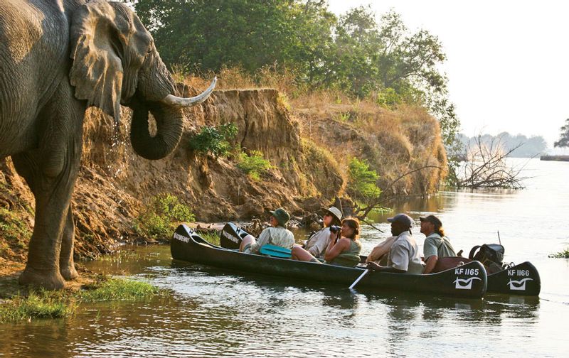 Livingstone Private Tour - Close range wildlife viewing by canoe in the Zambezi  River