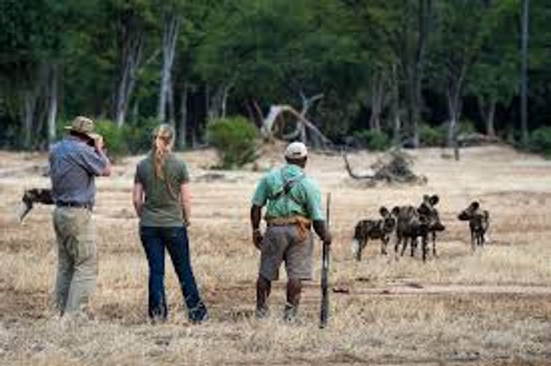 Livingstone Private Tour - Wild dogs 