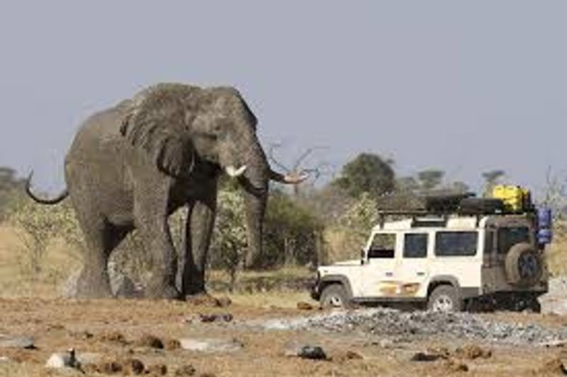 Livingstone Private Tour - You will see huge elephants in the Lower Zambezi