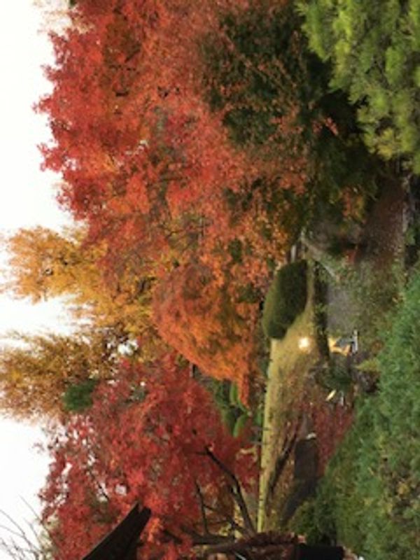 Hyogo Private Tour - Autumn leaves in Kokoen