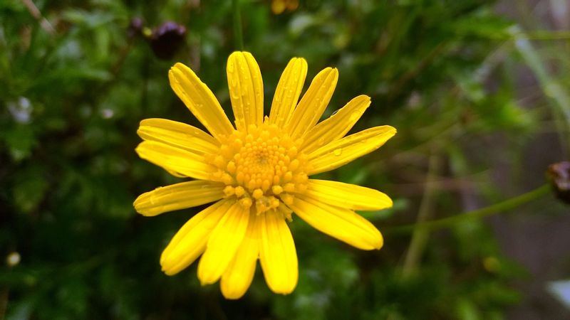 Bagmati Private Tour - Daisy 