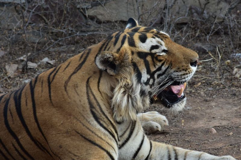 Jaipur Private Tour - Sighting in park 