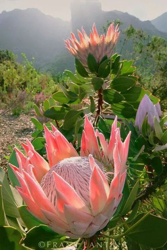 Cape Town Private Tour - The King Protea, our national flower. 