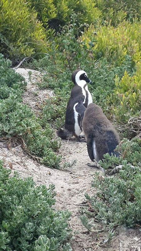 Cape Town Private Tour - The African Penguin in its natural habitat. 