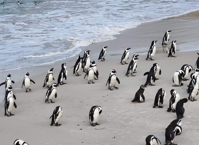 Cape Town Private Tour - Penguins at Boulders Beach. 