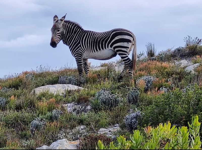 Cape Town Private Tour - Cape Zebra at Cape Point Reserve 