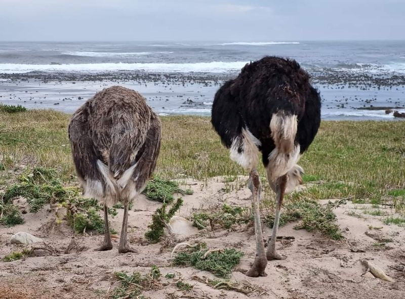 Cape Town Private Tour - Ostrich at Cape of Good Hope 