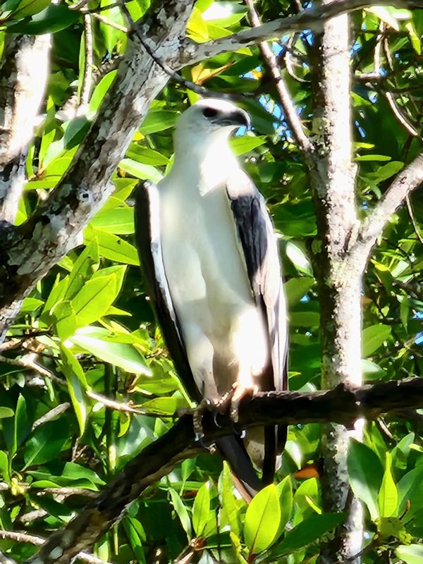 Langkawi Private Tour - White belly Eagle