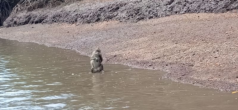 Langkawi Private Tour - macaque monkey