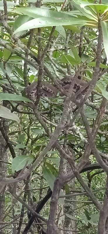 Langkawi Private Tour - Mangrove viper