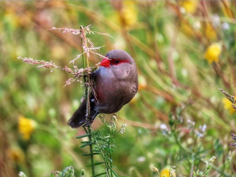 Cape Town Private Tour - Kirstenbosch 