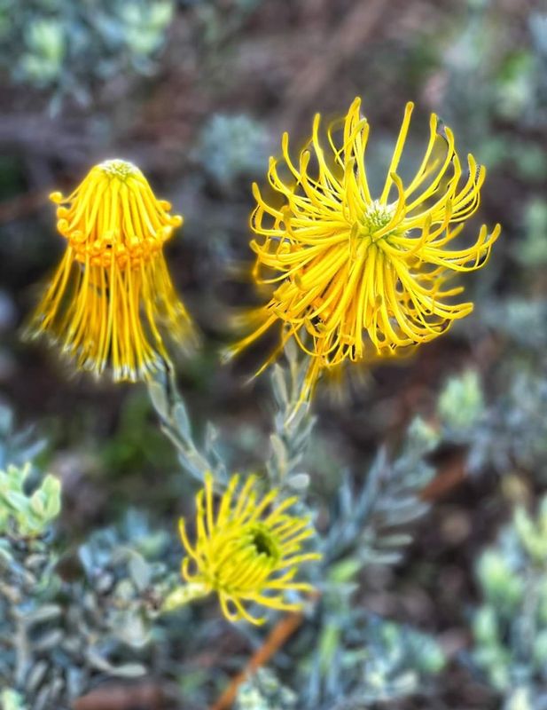 Cape Town Private Tour - Kirstenbosch flower 