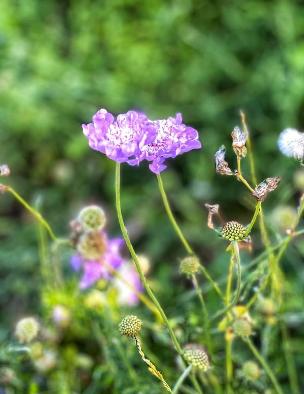 Cape Town Private Tour - Kirstenbosch flower 