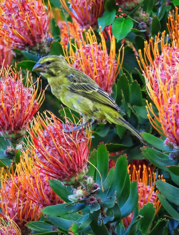 Cape Town Private Tour - Kirstenbosch flower 