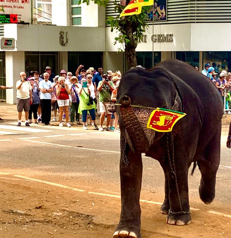 Colombo Private Tour - Pinnawala elephant orphanage 